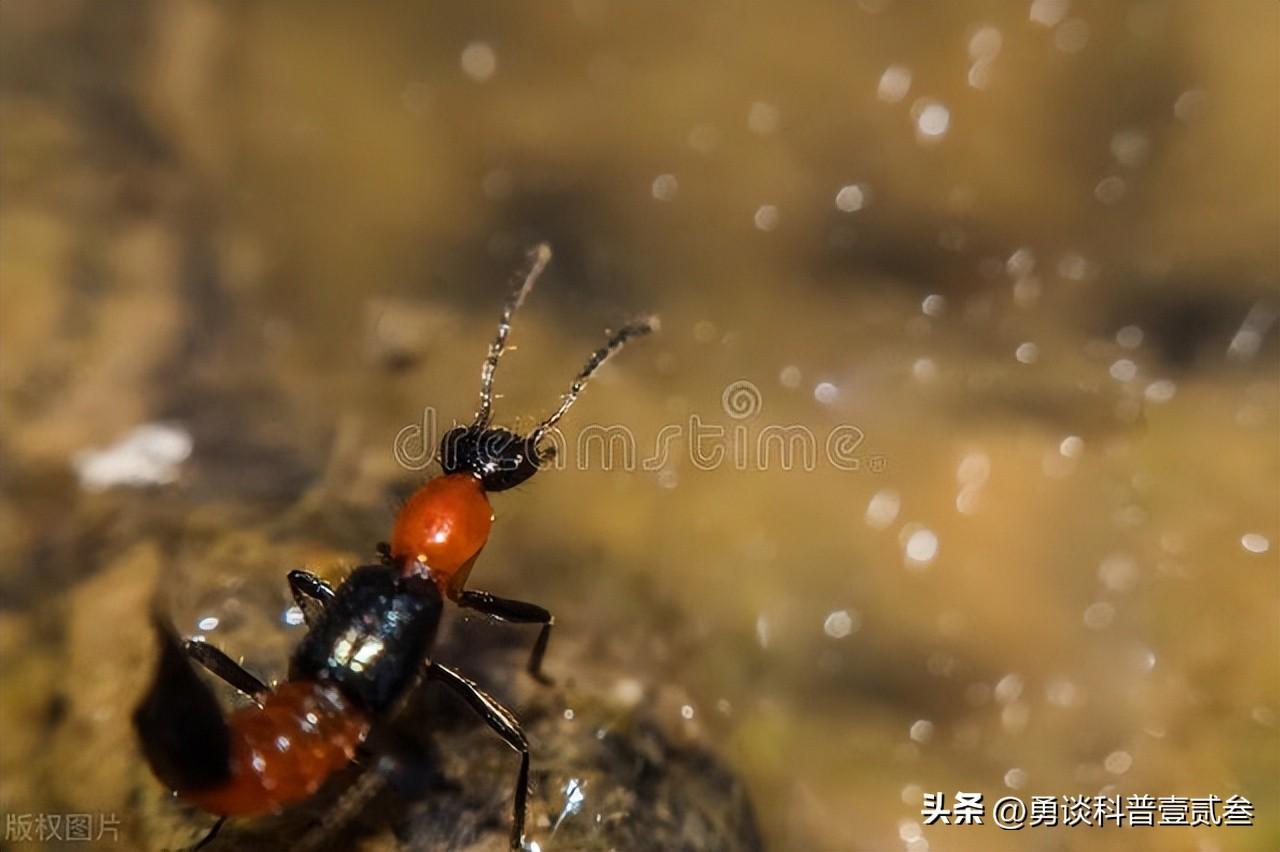 怎么判断是不是被隐翅虫咬了(隐翅虫咬了的初期症状)