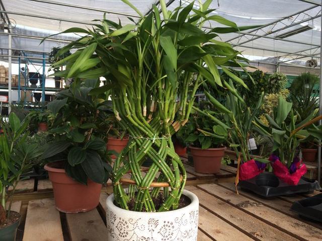 富贵竹1一9枝的含义(富贵竹的含义和花语)