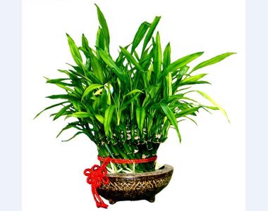 ​富贵竹1一9枝的含义(富贵竹的含义和花语)