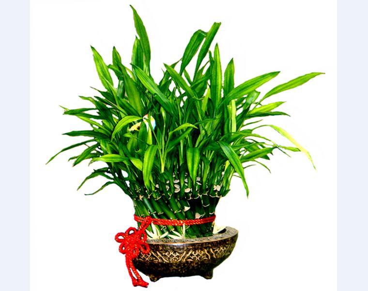 富贵竹1一9枝的含义(富贵竹的含义和花语)