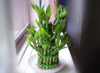 富贵竹1一9枝的含义(富贵竹的含义和花语)