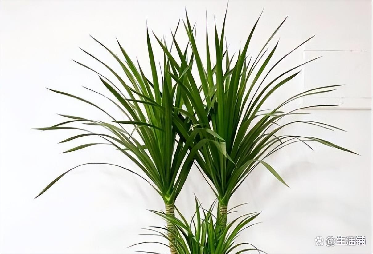 龙血树的寓意和象征意义(龙血树的养殖方法和注意事项)