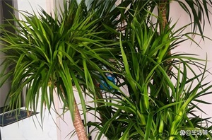 龙血树的寓意和象征意义(龙血树的养殖方法和注意事项)