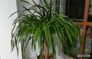 龙血树的寓意和象征意义(龙血树的养殖方法和注意事项)