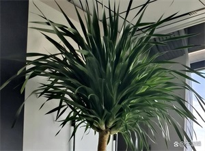 龙血树的寓意和象征意义(龙血树的养殖方法和注意事项)