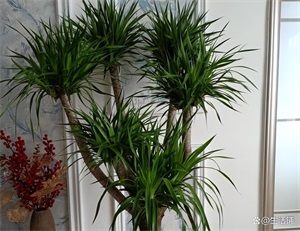 龙血树的寓意和象征意义(龙血树的养殖方法和注意事项)