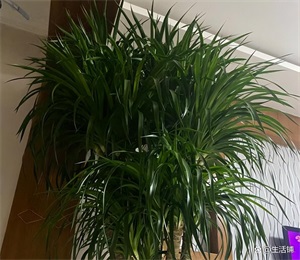 龙血树的寓意和象征意义(龙血树的养殖方法和注意事项)