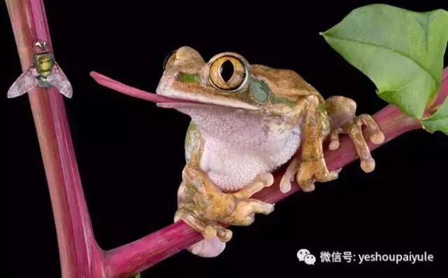 周杰与林心如的口水战（周杰为20年前的吻戏开撕林心如）(39)