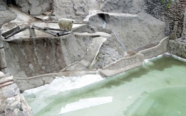 世界上最忧伤的北极熊，究竟是什么让它如此悲伤