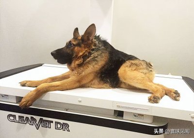 ​世界上最丑的狗：卡西莫多