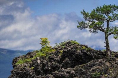 ​东北松树类型图解