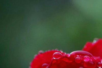 ​雨中情的意思