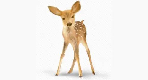 为什么小鹿生下来就会跑