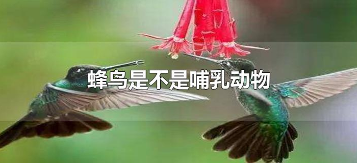 蜂鸟是不是哺乳动物