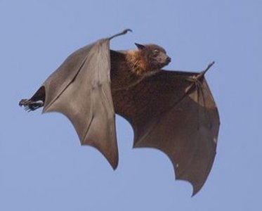 ​世界八大动物的超能力，人的感官太弱