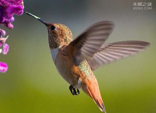 世界十大动物的超能力，人的感官太弱