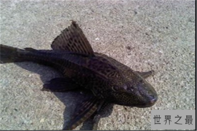 ​世界最脏的鱼排行：清道夫上榜，它是水族箱清洁工