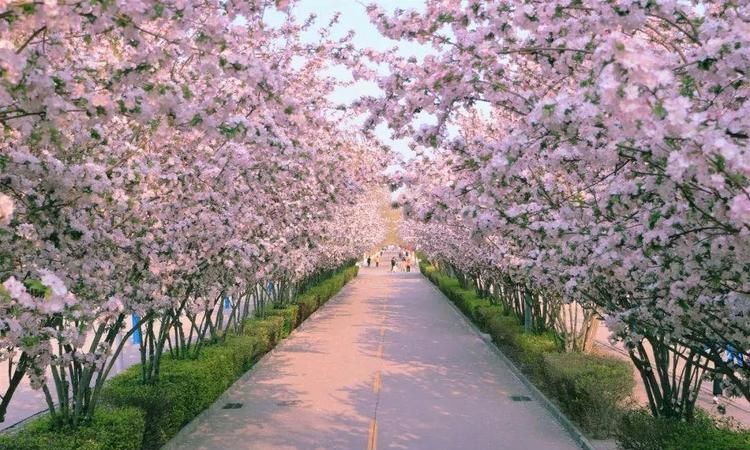 武大樱花每年什么时候开放