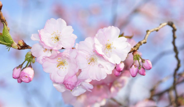 武汉樱花什么时候开,武汉全城上演樱花主题灯光秀在哪里图5