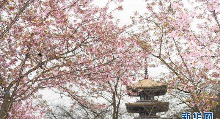 武大樱花节门票怎么预约