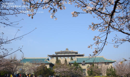 武汉樱花什么时候开,武汉全城上演樱花主题灯光秀在哪里图2