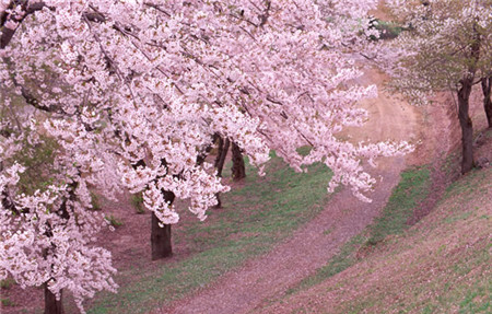 武汉樱花什么时候开,武汉全城上演樱花主题灯光秀在哪里图1