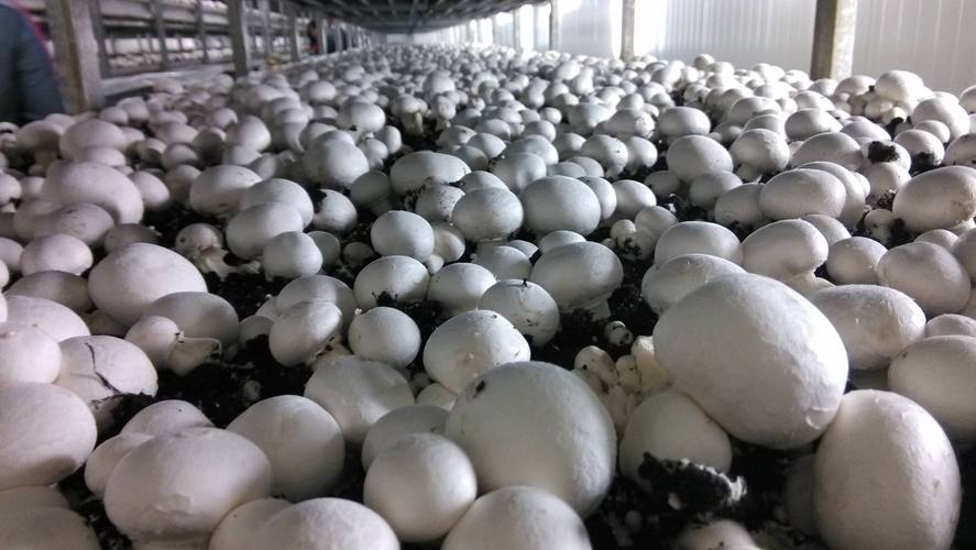 食用菌栽培技术