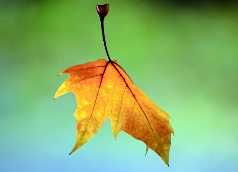 唐伯虎最经典的五首诗词（唐伯虎的作品对后世的影响）