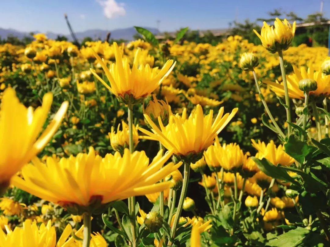 唐伯虎最经典的五首诗词（唐伯虎的作品对后世的影响）