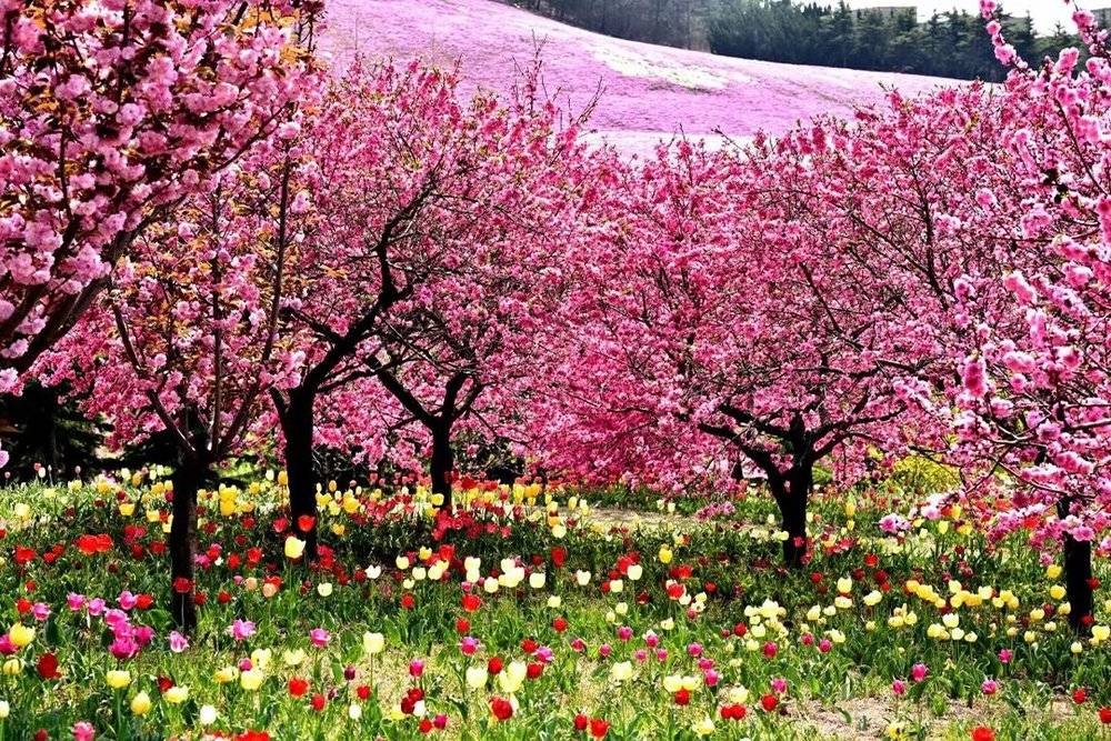 唐伯虎最经典的五首诗词（唐伯虎的作品对后世的影响）