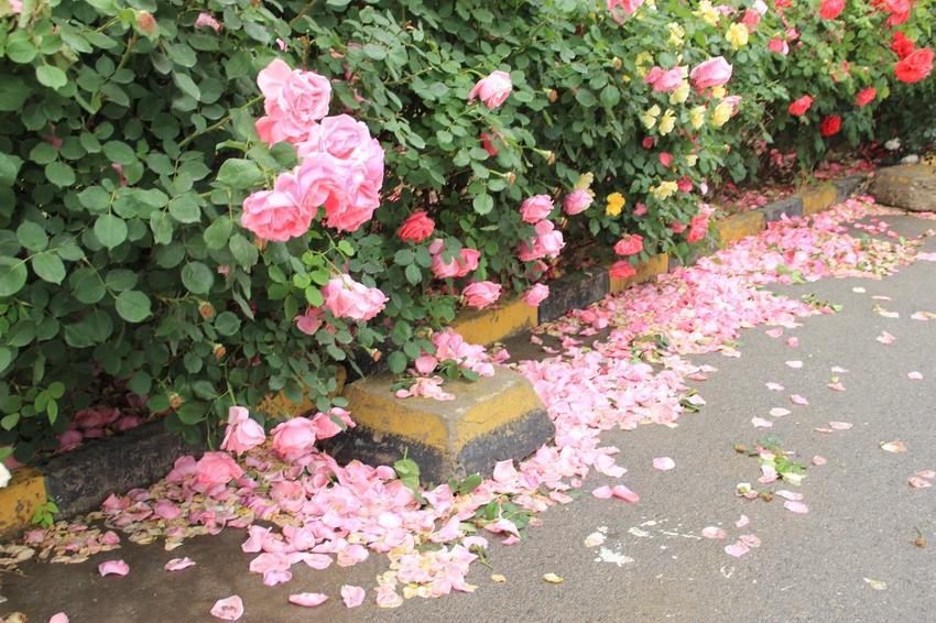 唐伯虎最经典的五首诗词（唐伯虎的作品对后世的影响）