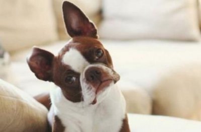 ​茶杯犬哪个品种好养活，茶杯犬哪个品种好看