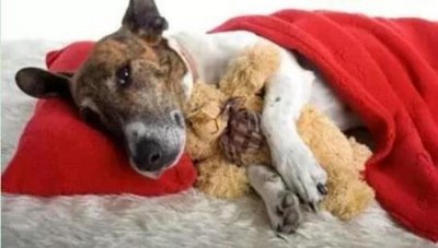 ​拉布拉多犬目前价格多少，拉布拉多犬目前价格多少钱一只