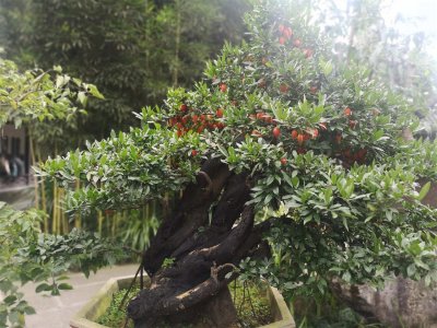 ​金弹子阴芽怎么栽培