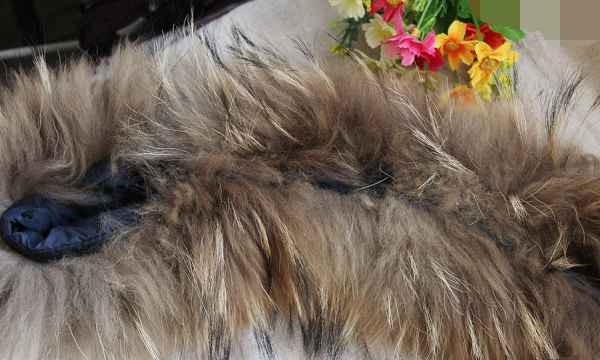 衣服上的毛领如何自己清洗,冬天大衣毛领怎么清洗图19