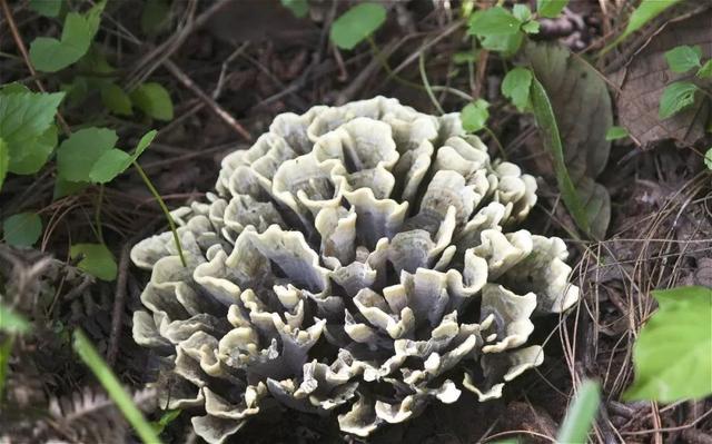 几种常见的野生食用菌（餐桌上的这此食用菌你认识多少种）(12)