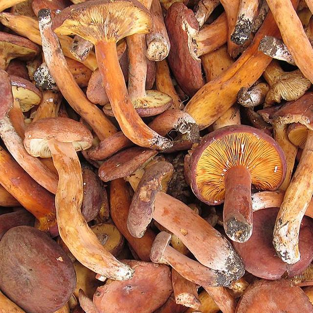 几种常见的野生食用菌（餐桌上的这此食用菌你认识多少种）(10)