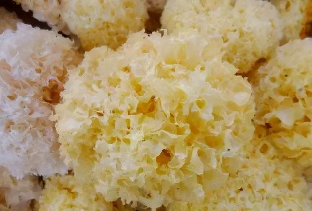 几种常见的野生食用菌（餐桌上的这此食用菌你认识多少种）(7)