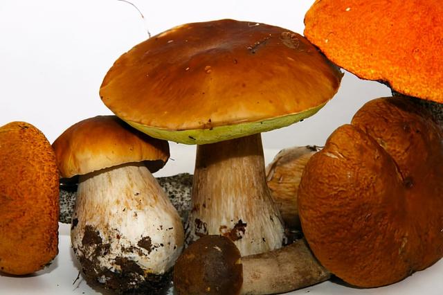 几种常见的野生食用菌（餐桌上的这此食用菌你认识多少种）(13)