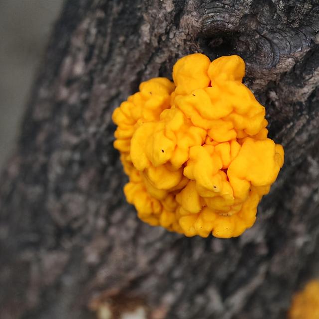几种常见的野生食用菌（餐桌上的这此食用菌你认识多少种）(8)