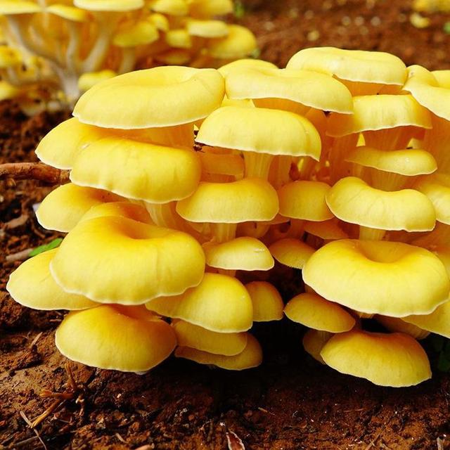 几种常见的野生食用菌（餐桌上的这此食用菌你认识多少种）(11)