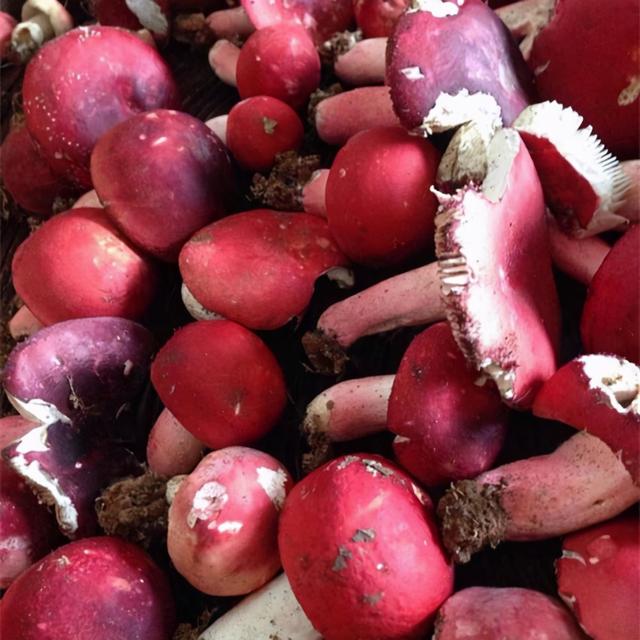 几种常见的野生食用菌（餐桌上的这此食用菌你认识多少种）(18)