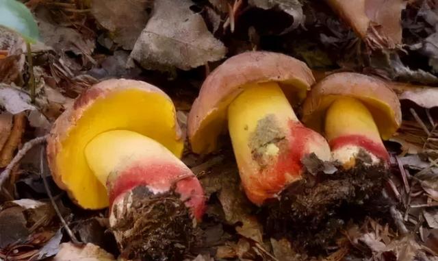 几种常见的野生食用菌（餐桌上的这此食用菌你认识多少种）(14)