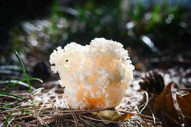 几种常见的野生食用菌（餐桌上的这此食用菌你认识多少种）(25)