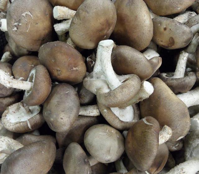 几种常见的野生食用菌（餐桌上的这此食用菌你认识多少种）(2)