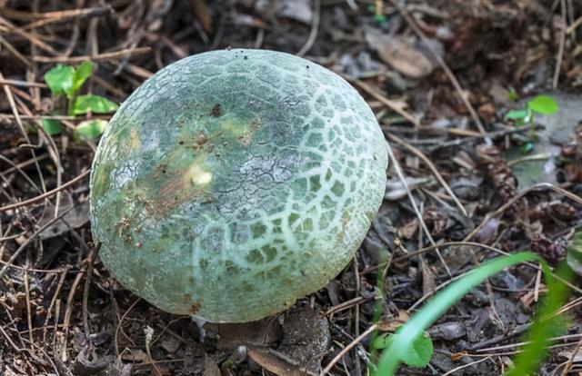 几种常见的野生食用菌（餐桌上的这此食用菌你认识多少种）(26)