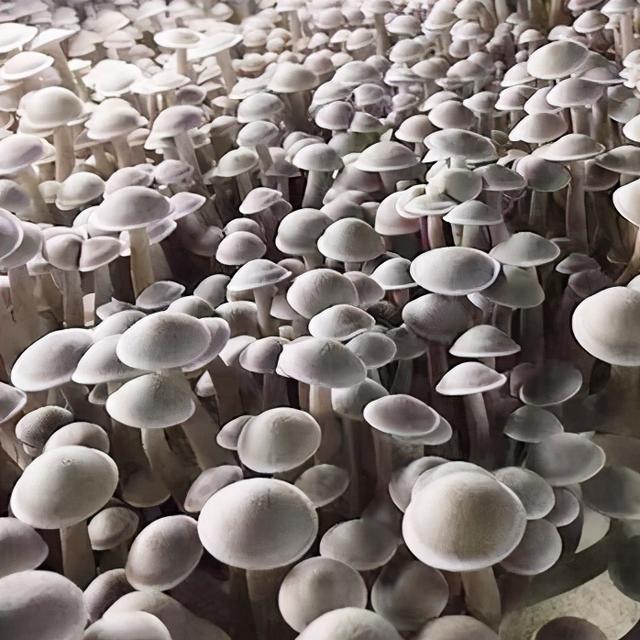 几种常见的野生食用菌（餐桌上的这此食用菌你认识多少种）(21)