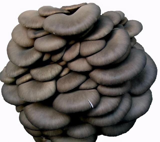 几种常见的野生食用菌（餐桌上的这此食用菌你认识多少种）(1)