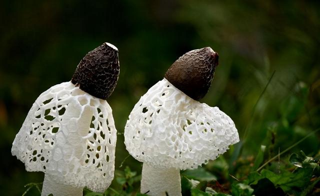几种常见的野生食用菌（餐桌上的这此食用菌你认识多少种）(5)
