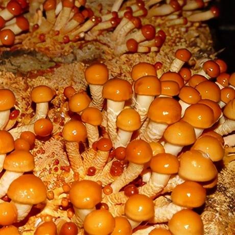 几种常见的野生食用菌（餐桌上的这此食用菌你认识多少种）(19)